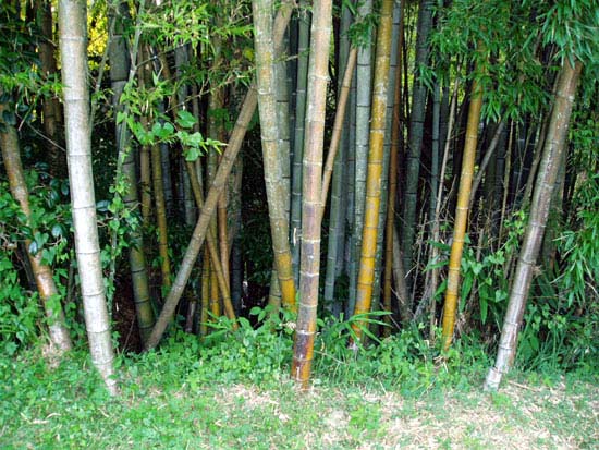 35_bamboo